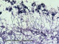 Bresser Microscoop preparaten 100 stuks - thumbnail