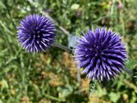 Kogeldistel - thumbnail