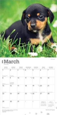 Teckel Kalender Puppies 2026