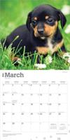 Teckel Kalender Puppies 2026 - thumbnail
