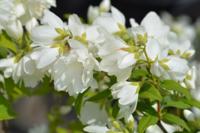 Boerenjasmijn - thumbnail