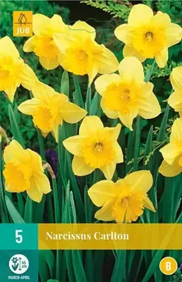 Narcissus Carlton bloembollen 5 bollen Narcis JUB - Jub Narcissus Carlton bloembollen 5 bollen Narcis JUB - Jub
