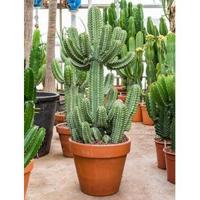 Euphorbia cactus cooperii L kamerplant - thumbnail