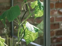 Royal Well | Tomatenspiraal | Set van 4 - thumbnail