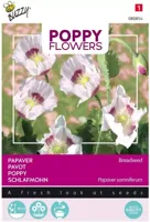 Zaden Poppies of the world Papaver Blauwmaanzaad Buzzy - Buzzy - thumbnail