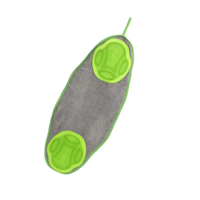 Nobleza Handdoek met borstels voor huisdieren - Microvezel - Groen - thumbnail