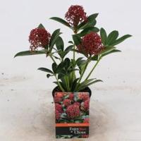 Skimmia (Skimmia Japonica “Pink Dwarf”®) heester - 10-15 cm (P9) - 18 stuks - thumbnail