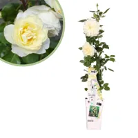 Rosa Crazy in love Vanilla - Witte Klimroos - P15 - thumbnail