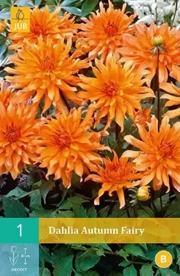 Dahlia autumn fairy 1st bloembol zomer Dahlia JUB - Jub