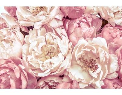 Noordwand Komar Colours Fotobehang Peonies - XXL4-091