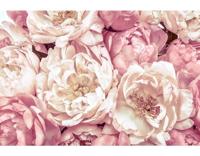 Noordwand Komar Colours Fotobehang Peonies - XXL4-091 - thumbnail