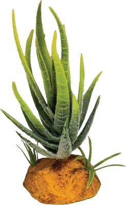 Plant aloe green Repto - Repto Plant aloe green Repto - Repto