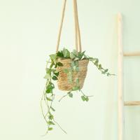 Hoya Krohniana Silver Eskimo - P12 - thumbnail