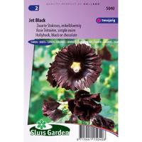 Alcea Rosea stokroos zaden Jet Black - thumbnail
