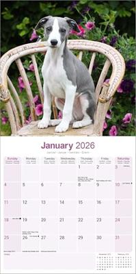 Whippet Kalender 2026 Whippet Kalender 2026