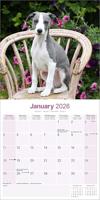 Whippet Kalender 2026 - thumbnail