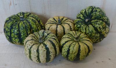 Herfst decoratie lil pumpkemon sierkalebas 1 stuk groen met strepen Warentuin Natuurlijk - Warentuin natuurlijk