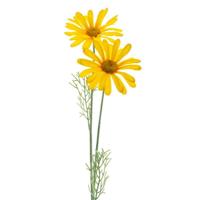 Kunstbloem Madeliefje 56 cm Geel/Zijde - thumbnail