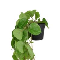Philodendron kunst hangplant 50cm - thumbnail