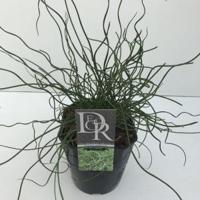 Krulpitrus (Juncus effusus "Spiralis") siergras - In 2 liter pot - 1 stuks - thumbnail