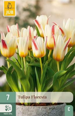 Tulp floresta 7 bollen