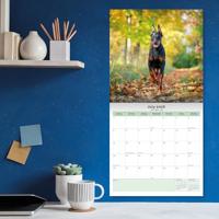 Dobermann Kalender 2026 - thumbnail