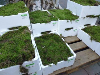 Kist platmos plaatmos vers (4 lagen mos per kist) Warentuin Natuurlijk - Warentuin natuurlijk
