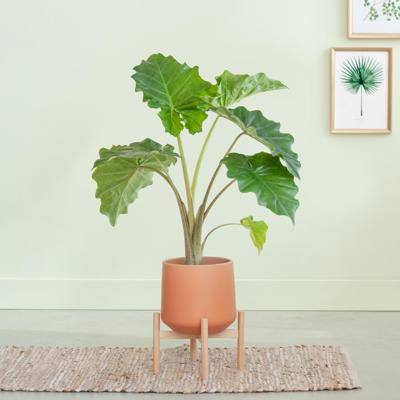 Alocasia Portadora - P21 Alocasia Portadora - P21