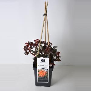 Klimroos (rosa "Westerland"®) - C5 - 1 stuks