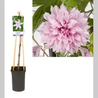 Klimplant Clematis Multi Pink - Roze Bosrank - thumbnail