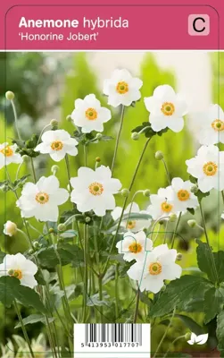 Herfstanemoon (anemone hybrida "Honorine Jobert") najaarsbloeier - 12 stuks