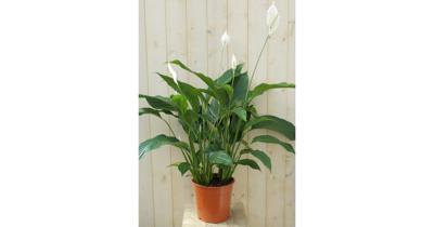 Lepelplant Spathiphyllum 120 cm Warentuin Natuurlijk - Warentuin natuurlijk