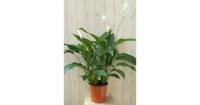Lepelplant Spathiphyllum 120 cm Warentuin Natuurlijk - Warentuin natuurlijk - thumbnail