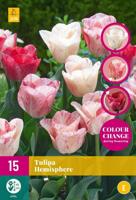 Tulp Hemisphere 12 bollen colour change - thumbnail