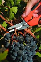 Edma Allesknipper Pluri Coup Ergo met softgrip geschikt voor het knippen van kunststof katoen etc. - thumbnail