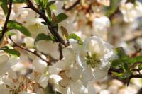 Japanse Kweepeer - thumbnail