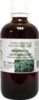 Cruydhof Thuja occidentalis / levensboom tinctuur 100 Milliliter - thumbnail
