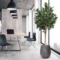 Ficus Audrey Kunstboom Deluxe 250cm - thumbnail
