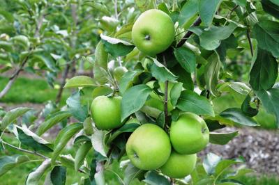 Appelboom 'Granny Smith'