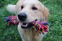 Happy Pet Twist-tee 2 knoop tugger - thumbnail