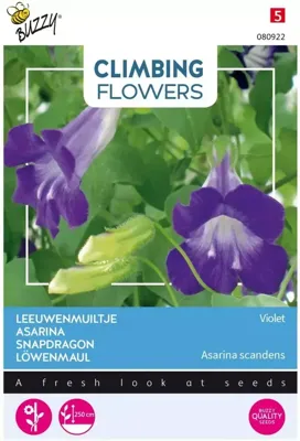 Zaden Flowering Climbers Asarina Violet Buzzy - Buzzy
