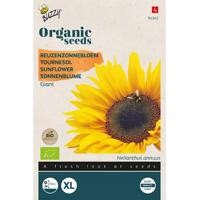 Zaden Organic Helianthus Reuzenzonnebloem giganteus (BIO) Buzzy - Buzzy - thumbnail