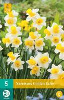 Narcis golden echo 5 narcisbollen - thumbnail