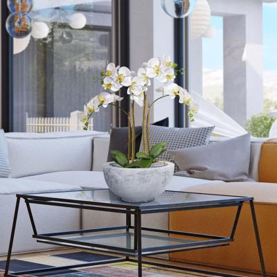 Phalaenopsis x2 in pot 65cm - wit