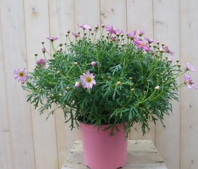 Margriet roze bolvorm groot Leucanthemum Warentuin Natuurlijk - Warentuin natuurlijk