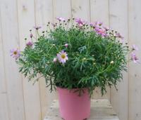 Margriet roze bolvorm groot Leucanthemum Warentuin Natuurlijk - Warentuin natuurlijk - thumbnail