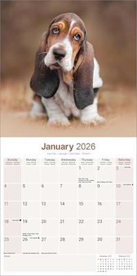 Basset Hound Kalender 2026 Basset Hound Kalender 2026