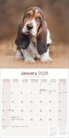 Basset Hound Kalender 2026 - thumbnail