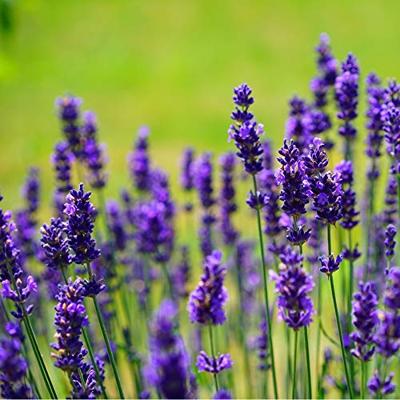 Lavendel zaden Lavandula Vera BIO