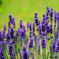 Lavendel zaden Lavandula Vera BIO - thumbnail